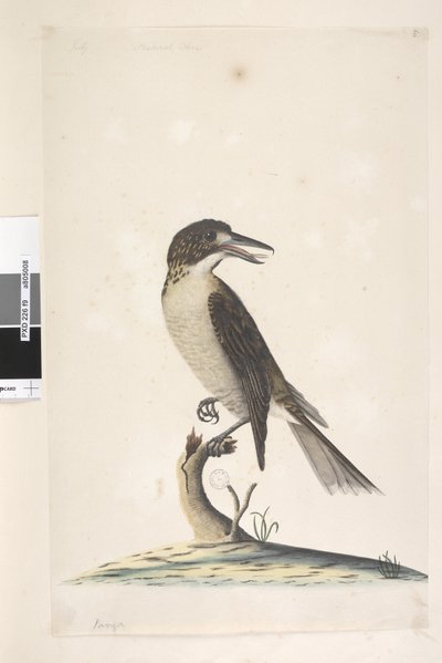 Side 9. Vanga. øverst til venstre i anden hånd juli, naturlig størrelse Grå slagterfugl Cracticus torquatus hun, 1791-92 af Unknown artist