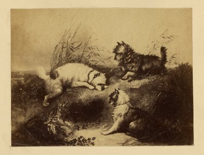 [Maleri af hunde af Charles Tomkins]. af Unknown artist