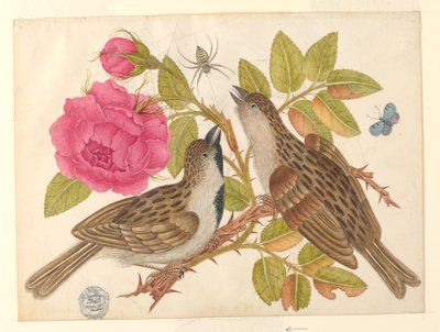 Par brune fugle på rosenstilk med sommerfugl og edderkop af Unknown artist