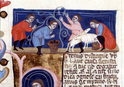 Plukke frugt og malke fåremælk. Manuskript fra 1300-tallet. biblioteca Nazionale Braidense. Milano af Unknown artist