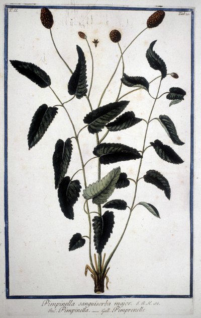Pimprenelle: Pimpinella Sanguisorba major. af Unknown artist