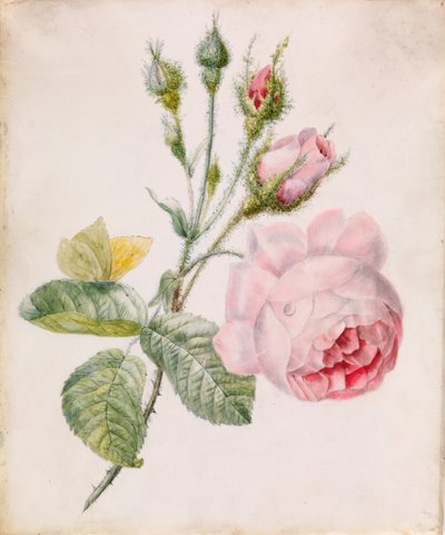 Pink Rose og Gul Sommerfugl af Unknown artist