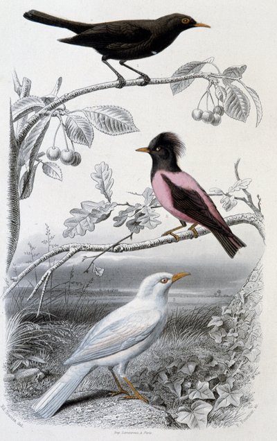 Naturhistorisk plade: Solsort, hvid solsort og lyserød solsort - i “”Oeuvres de Buffon””, red. Furne Jouvet & cie, Paris af Unknown artist