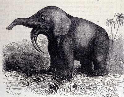 Forhistorie: repræsentation af et dinotherium, type pachyderm. af Unknown artist