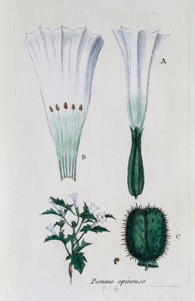 Fliget æble (datura, alm. skvalderkål) af Unknown artist