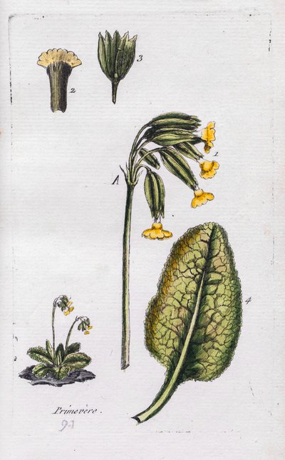 Primula af Unknown artist