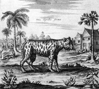 Repræsentation af en tiger, gravering af "" De China Monumenta"" af Athanasius Kircher af Unknown artist
