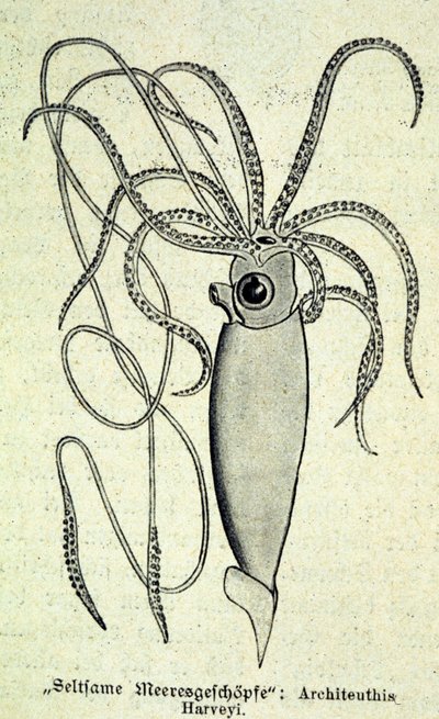 Repræsentation af en Architeuthis Harveyi, kæmpe blæksprutte. af Unknown artist