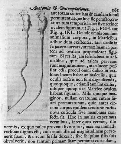 Repræsentation af hundespermatozoider Beskrivelse lavet af den hollandske handelsmand og videnskabsmand Antoine van Leeuwenhoek (eller Leeuvenhoek Leeuwenhoeck) (eller Antoni eller Anthonie) (1632-1723). Indgravering fra "Investigatio Arcanorum" 1722 af Unknown artist