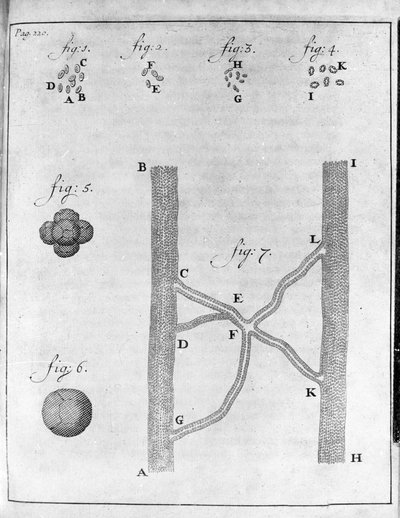 Repræsentation af hæmatia (røde blodlegemer) hos laks og pighvar Studie af den hollandske handelsmand og naturforsker Antoine van Leeuwenhoek (eller Leeuvenhoek eller Leeuwenhoeck) (eller Antoni eller Anthonie) (1632-1723) Gravering fra "Epistolae ad Socie af Unknown artist