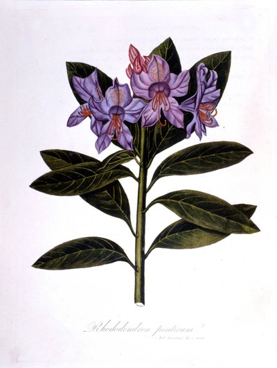 Rhododendron (Rhododendrum Pontium). af Unknown artist