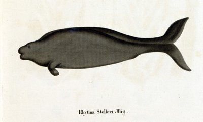 Rhytina Stelleri også kaldet havko Steller, eksemplarer forsvandt i det 18. århundrede. af Unknown artist