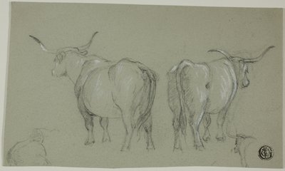 Skitser af hvidt kvæg fra Maremma af Unknown artist
