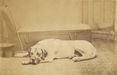 [Sleeping Dog] af Unknown artist
