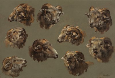 Studier af Ram Heads af Unknown artist