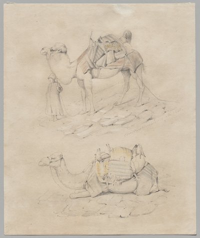 Studie af kameler af Unknown artist