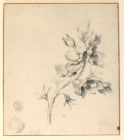 Studie af en Bough of Wild Roses af Unknown artist