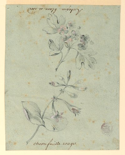 Undersøgelse af en Hawthorne og Honeysuckle Bough af Unknown artist