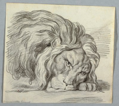 Studie af en løve af Unknown artist