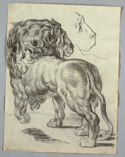 Studie af en løve af Unknown artist
