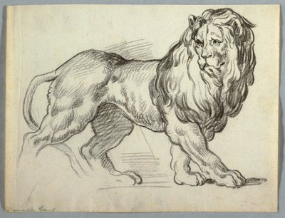 Studie af en løve af Unknown artist