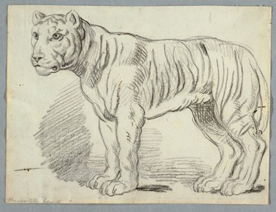 Studie af en tiger af Unknown artist