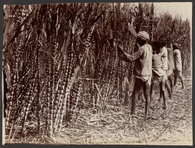 Sukkerrør, Natal af Unknown artist