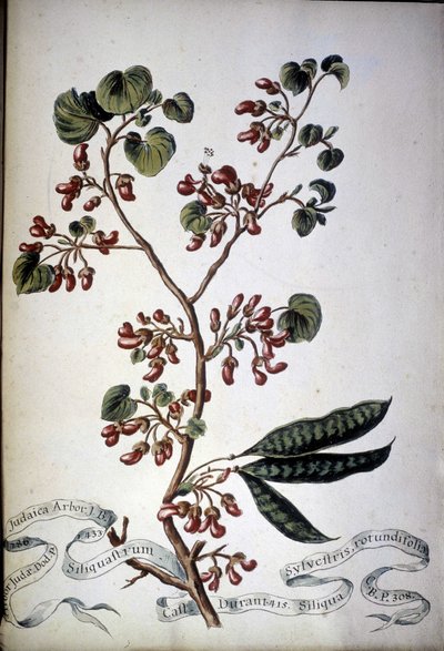 Sylvestris Rotundifolia. 1800-tallets herbarium. af Unknown artist