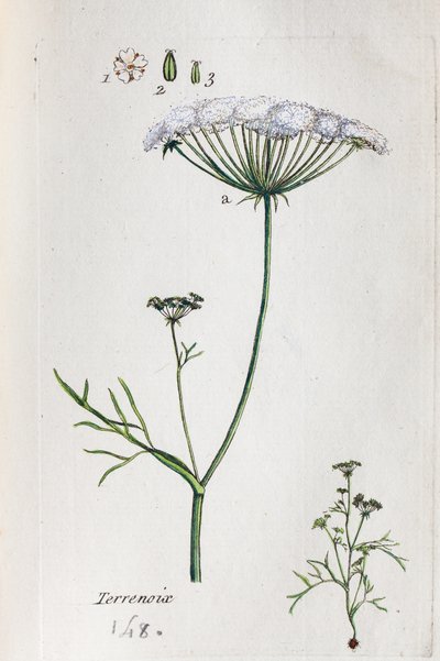 Terrenoix (Terre-Noix, Nox de Terre) af Unknown artist
