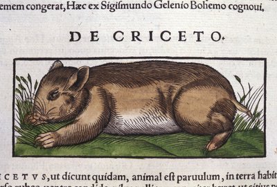 Hamsteren i dyrenes historie af Conrad Gesner (1516 - 1565), Tiguri af Unknown artist