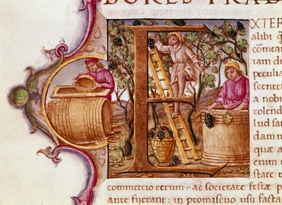 Harvest Lettrine af manuskriptet "" Natural History"" af den romerske forfatter og naturforsker Plinius den Ældre (23-79 e.Kr.) Venedig Biblioteca Marciana fra det 15. århundrede af Unknown artist