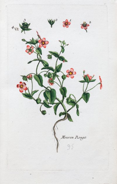 Den skarlagensrøde pimpernel af Unknown artist