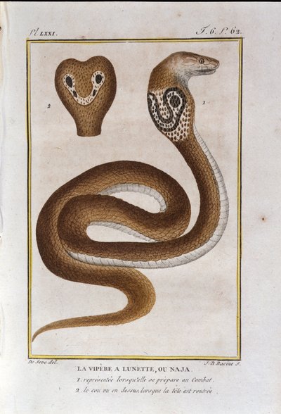 Bezel-hugormen eller Naja. Plade taget fra et naturhistorisk forræderi af "" Works of Buffon"" af naturforsker Georges Louis Leclerc, greve af Buffon (1707 - 1788). 19. århundrede af Unknown artist