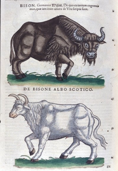 Bisonen og den hvide bison fra Historiae animalium af Konrad Gesner, Tiguri af Unknown artist