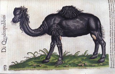 Kamelen fra Historiae animalium af Konrad Gesner, Tiguri af Unknown artist