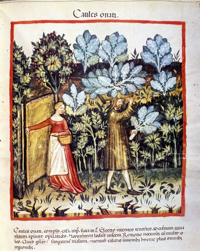Afgrøden af kålblomst i en køkkenhave. Belysning fra malkning af medicin og diætetik "" Tacuinum sanitatis"" af Unknown artist