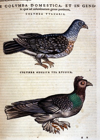 Duen efter Historia Animalium af Conrad Gesner, Tiguri 1560. Biblioteca nazionale Braidense. Milano af Unknown artist