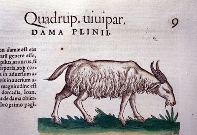 Geden efter Historiae animalium af Konrad Gesner, Tiguri af Unknown artist