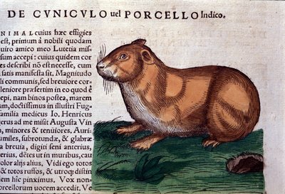 Marsvinet efter Historiae animalium af Konrad Gesner, Tiguri af Unknown artist