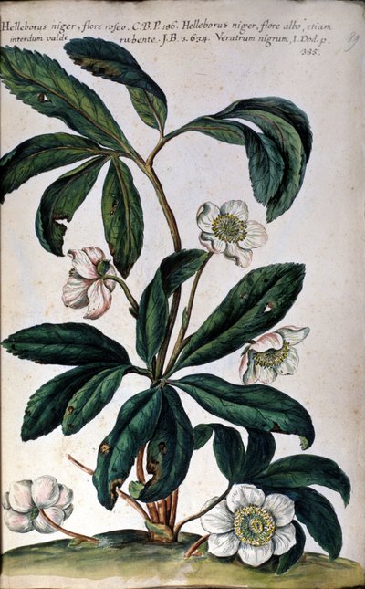 Hellebore eller sorte hellebore, også kaldet julerose. 1700-tallet af Unknown artist