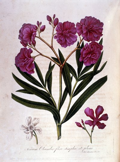 Den lyserøde laurbær (oleander) - herbarium fra det 18. århundrede. af Unknown artist