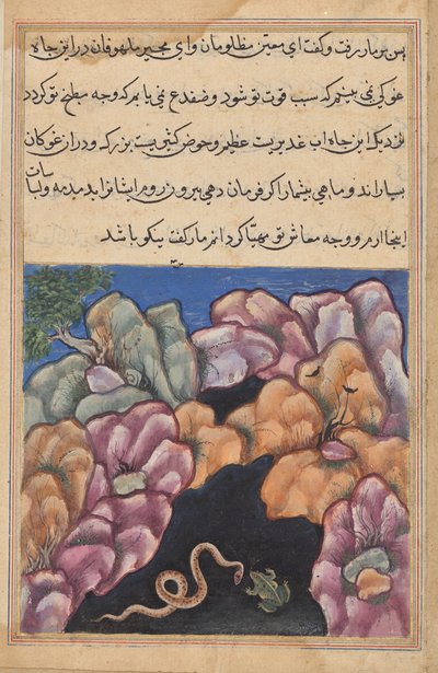 Slangen indgår i et skænderi med frøen, fra en Tuti-nama (Fortællinger om en papegøje): Seksogtyvende nat af Unknown artist