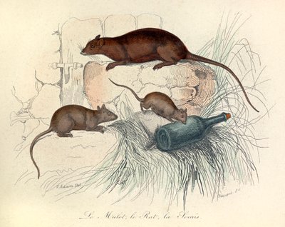 Tre dyr: mus, rotte og muldvarp, klassificeret efter Linneene-nomenklaturen og Cuvier (kobberstik) af Unknown artist