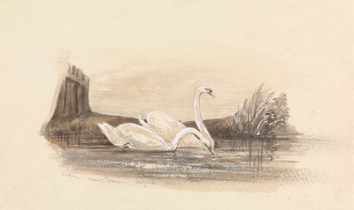 To svaner på en sø af Unknown artist