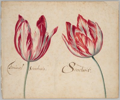 To tulipaner (recto); En tulipan (verso) af Unknown artist