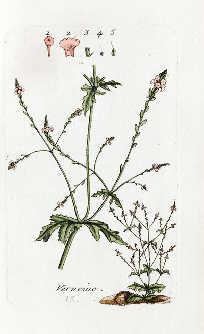 Verbena af Unknown artist