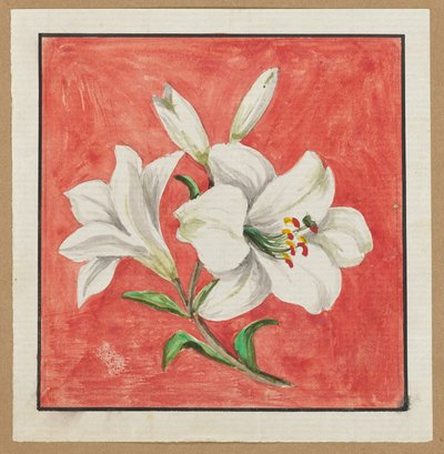 [White Lily] af Unknown artist