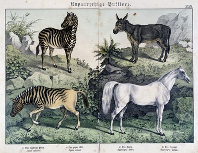 Zebraer, æsel og hest - i "" Natural history of pattedyr", red. Schreiber af Unknown artist