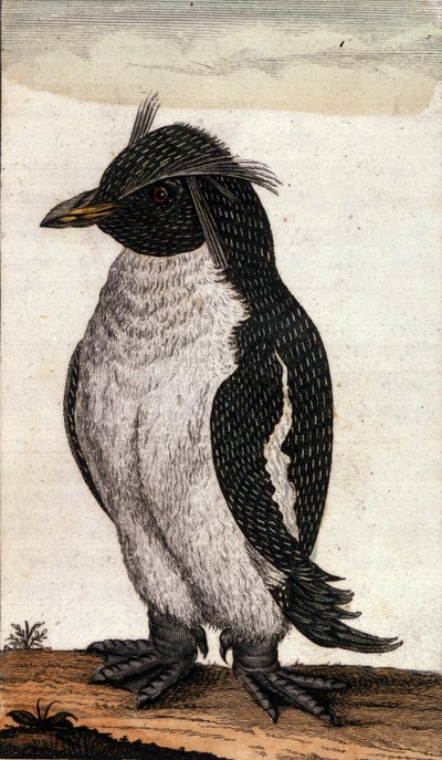 Zoologisk kort, der viser en Diomedea-fugl af Albatrossfamilien. Stik af det 18. århundrede af Unknown artist