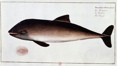 Zoologi: tavle, der repræsenterer et marsvin, vandpattedyr. Tryk fra begyndelsen af 1700-tallet B.N. Paris af Unknown artist